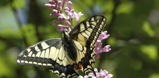 Luonto puhuu: Onko uskontojen pohja yhteinen?