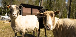 Luomakunta ylistää myös hirnuen ja määkien – hiljaisuuden päivä eläinten seurassa