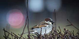 Luonto puhuu: Varpunen häpäisi pyhimyspatsaan