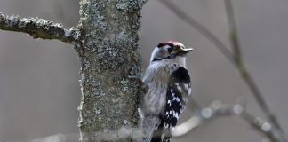 Luonto puhuu: Vaellukset kuuluvat lintumaailmaan, mutta niin myös ihmisten toimintaan