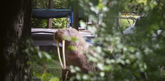 Kommentti: Siksi mursun kuolema järkytti niin paljon