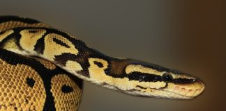 Kirkoissa käärme rinnastetaan saatanaan, mutta eksegetiikka voisi avata uusia näkökulmia myyttiseen matelijaan