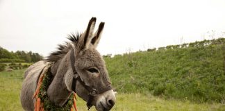 Elokuva-arvio: Maailma aasinsilmän lävitse