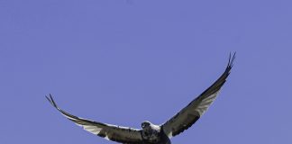 Helluntain vaikutus kirkkovuodessa jatkuu tällä viikolla – Pyhä Henki on myös ekumeeninen kysymys