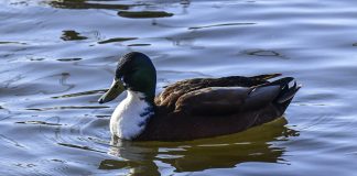 Luonto puhuu: Ajat muuttuvat ja taivas sen mukana