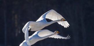 Kanttoriystävien luontokuvanäyttely Turun tuomiokirkossa on luovuuden ja luomakunnan juhlaa