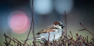 Luonto puhuu: Varpusparven sirkutus on kuin ääni menneisyydestä