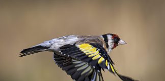 Luonto puhuu: Lintu kuin pieni lasimaalaus