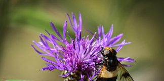Luonto puhuu: Ampiaisvieras on huimapäinen kukkakärpänen