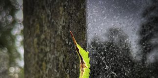 Luonto puhuu: Hangokkaiden toukat ovat kuin tieteiselokuvan hahmoja