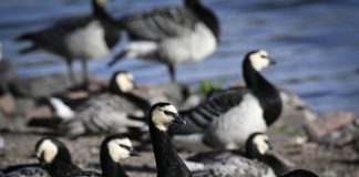 Luonto puhuu: Linnut jättävät hyvästejä pohjoisille pesimäseuduilleen – joskus se on ihmeellistä