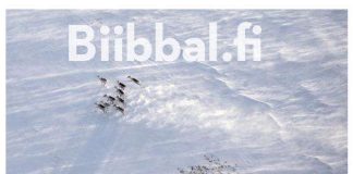 Uusi pohjoissaamen raamatunkäännös julkaistaan digimuodossa keskiviikkona – ”Vasta nyt Raamattu puhuu minulle”