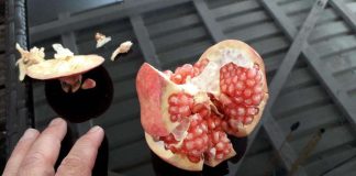 Pelastaako Jeesuksen ruokavalio ilmaston? – Näin Nasaretilainen söi, kertoo Vanhan testamentin tutkija