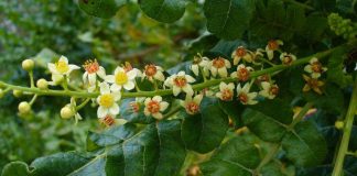 Sammuvatko suitsukkeet? – Pula olibaanihartsista uhkaa tuoksuvaa tuotantoa