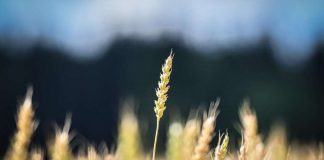 Essee: Eskatologian hylkiminen on vahingollista kirkon sanomalle