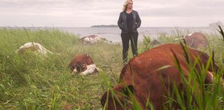 Taas murha lestadiolaisessa Varjakassa – tv-sarja Kaikki synnit saa jatkoa