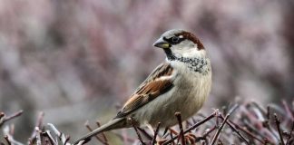 Varpunen jouluaamuna ohitti suosiossa Sydämeeni joulun teen -laulun