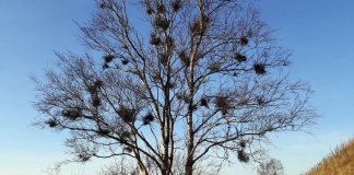 Pääkirjoitus: Ympäristödiplomi auttaa kirkkoa ilmastopäästöjen torjunnassa