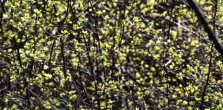 Vantaalla haetaan Suvivirteen uutta säkeistöä – kuuntele kisan koskettavat ehdokkaat