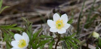 Tässä on voittaja – Suvivirren uudessa säkeistössä viitataan ilmastonmuutokseen ja koronaeristykseen