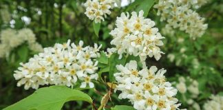 Verkossa ja pihoilla lauletaan – Suvivirsi saa poikkeuskeväänä uutta nostetta