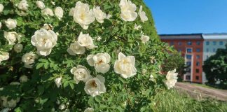 Voimaannuttavaa juhannusta kaikille lukijoille!