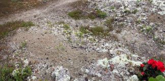 Porot söivät jäkälät haudoilta – Sevettijärvellä korotetaan hautausmaan aitaa