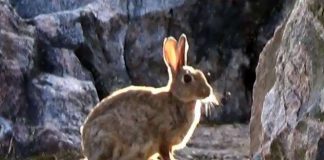 Kanit kirkolla – katso video