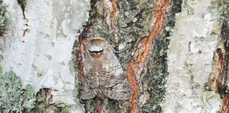 Väitös: ”Kreationismi saattaa irrota kristinuskon valtavirrasta”