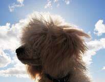 Perkele ja Paavali ovat koiria