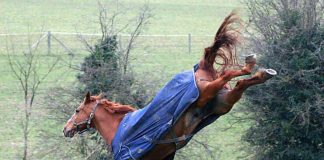 Kiinalainen uusi vuosi – Käärmeestä hevoseksi