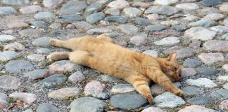 Porvoolainen kirkkokissa innokas messukävijä