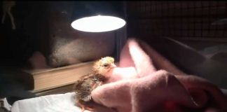 Kotikanalassa kasvaa Eldorado-luomutipuja – katso video!