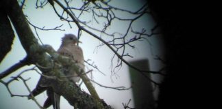 Luomakunta virkosi henkiin Kevätseurannassa