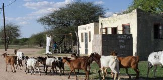 Namibian ruokakriisi jatkuu – Lähetysseuralta lisätukea