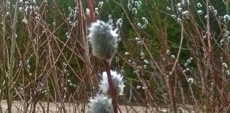 Pääsiäisen paju on sitkeä sissi