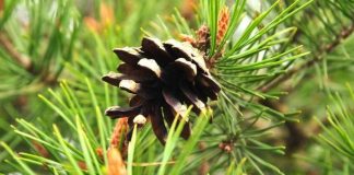 Seurakuntia houkutellaan metsänsuojeluun