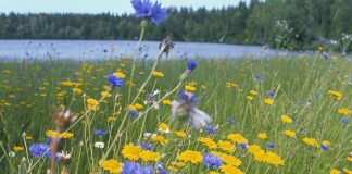 Kotimaa24 toivottaa hyvää juhannusta!