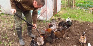 Kenttäpiispa rentoutuu linkoamalla hunajaa