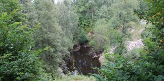 Haaste seurakunnille: Kymmenykset metsistä Luojalle