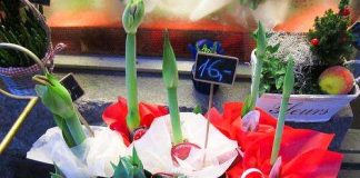 Lahjoita joulukukka yksinäiselle vanhukselle