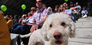 Media sekoitti paavit – Eläimet eivät pääsekään taivaaseen