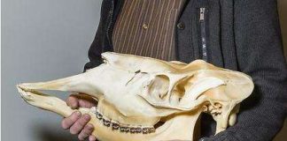 Paleontologi: Kreationistit ovat höynäyttäneet kristittyjä