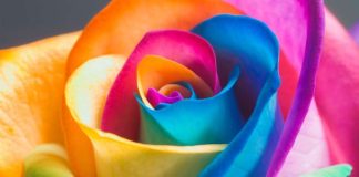 Tuomio tuli – floristi kielsi homoparilta hääkukat