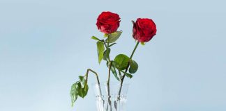 Ruusuja naistenpäivänä? Ei, vastaa YK:n tasa-arvojärjestö