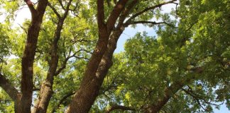 Kilometri kerrallaan kohti Pariisin ilmastokokousta