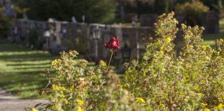 Säynätsalon hautausmaalla kaadettiin hautakiviä