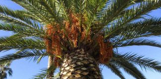 Aurinkorannikon suomalaiselle seurakunnalle suurlahjoitus