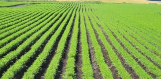 Kirkko vaatii maaseudun elinvoimaisuuden säilyttämistä