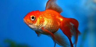 Kalajuttu, eli metafora kuin kala kuivalla maalla